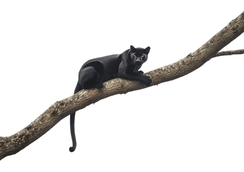 Black panther lounging on tree branch png