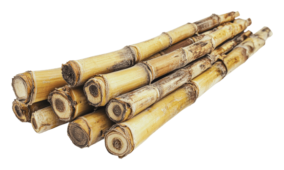Freshly harvested sugarcane stalks on display png
