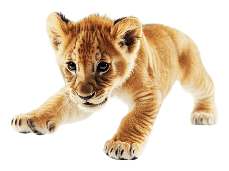 Playful lion cub exploring its surroundings png