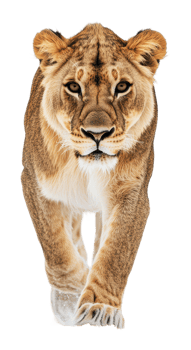 Lioness walking confidently toward the viewer png