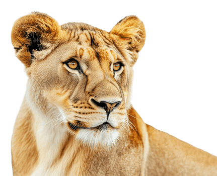 Majestic lioness looking thoughtfully ahead png