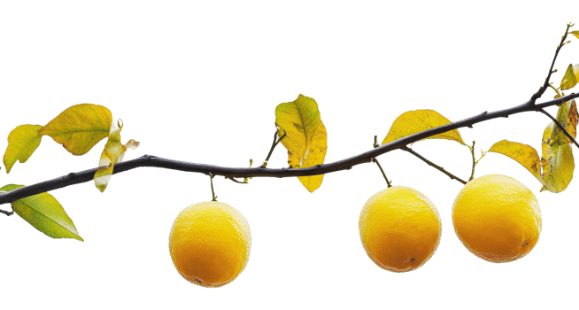 Lemons on a branch in daylight png