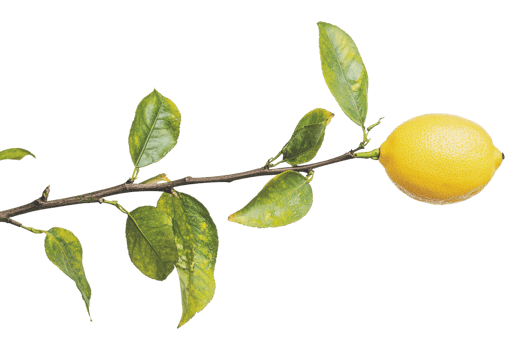 Fresh lemon on branch with green leaves png