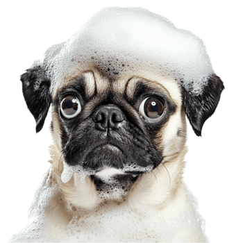 Black and White Dog with Head Tilted and Suds on Its Head png