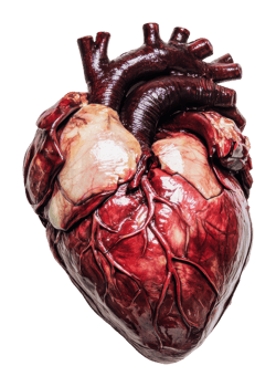 Anatomical heart model for education png