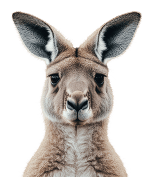 Kangaroo portrait with vibrant expression png