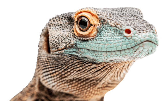 Close-up of a colorful lizard from nature png