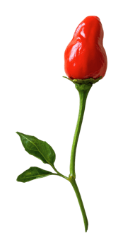 Unique red chili resembling a rose flower png