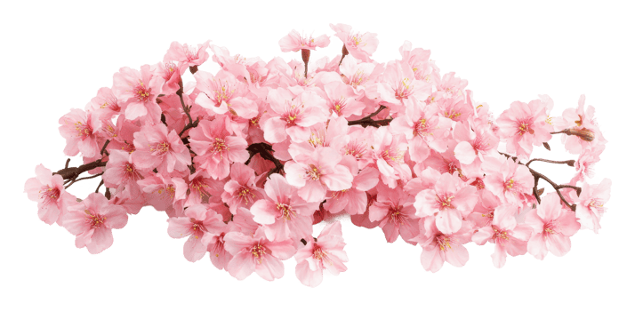 Vibrant pink cherry blossom branch png