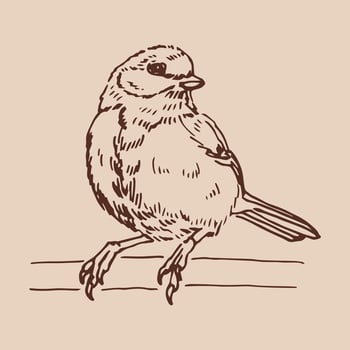 Titmouse. Hand drawn illustration. vector