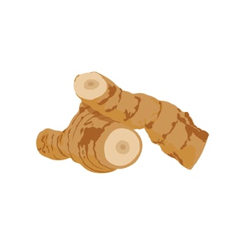 Editable illustration of galangal, herbal plant, spice vector