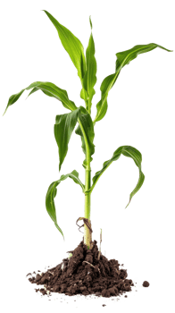 Corn plant isolate on transparency background png