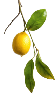 Lemon on branch isolate on transparency background png