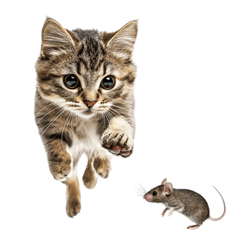 Cat chasing a mouse isolated on transparent background png