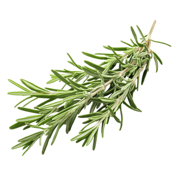 Pure Rosemary Essence in High Definition png