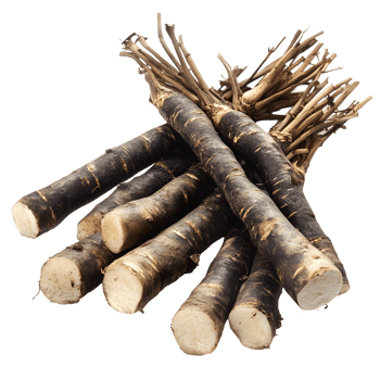 Pile of Fresh Black Salsify Root Isolated On A Transparent Background png