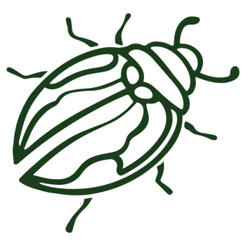 Elegant Black Silhouette Design of a Ladybug with Detailed Insect Features Perfect for Nature png