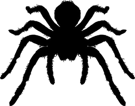 A spider silhouette on a white background vector