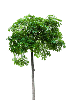 Green tree isolated on transparent background, File png