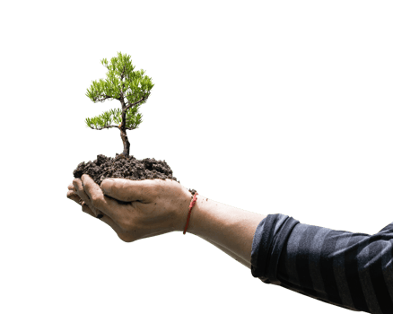 Tree bonsai plant in hand isolated on transparent background png