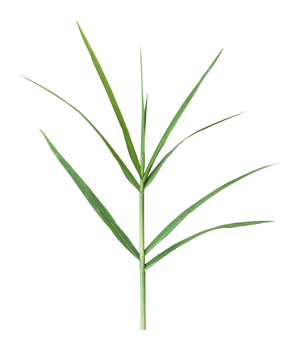 Green blades of grass isolated on transparent background png