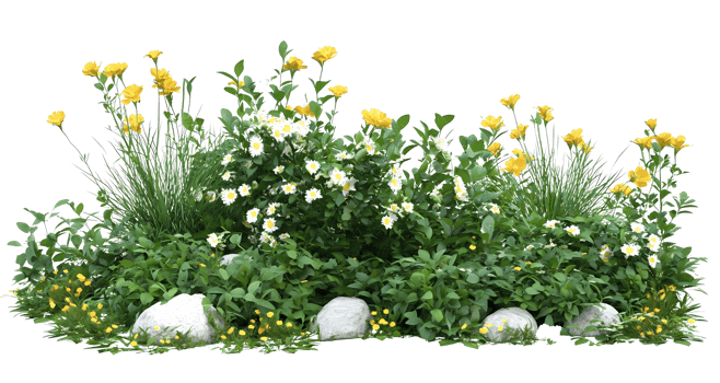 A flower bed with yellow flowers and rocks png