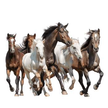 horses transparent background png