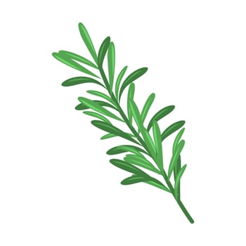Rosemary Seasoning Illustration vector