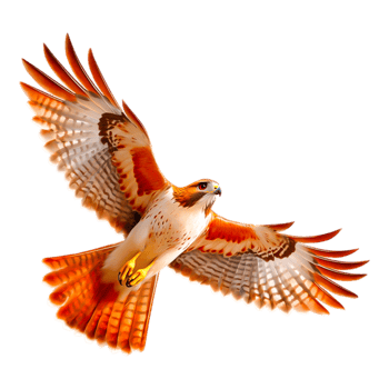 Majestic Red-Tailed Hawk in Flight Against a Clear Sky png