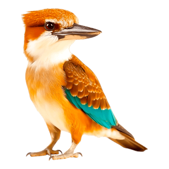 Colorful Bird with Orange and Blue Feathers png