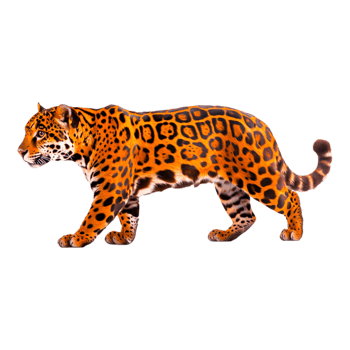 Majestic Wild Jaguar Walking Gracefully Through Tropical Habitat png