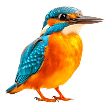 Vibrant Kingfisher Perched on a Branch in Natural Habitat png
