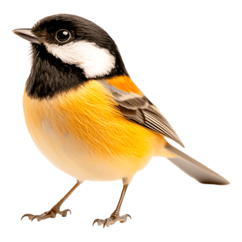 Colorful small bird with yellow breast and distinctive facial markings png