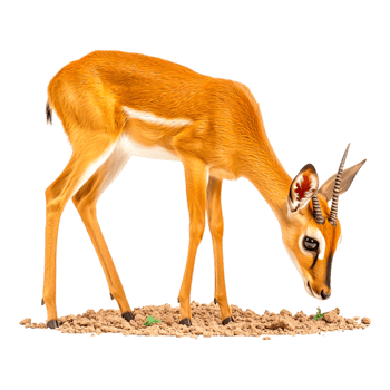 Young Antelope Grazing on Sandy Ground in Natural Habitat png