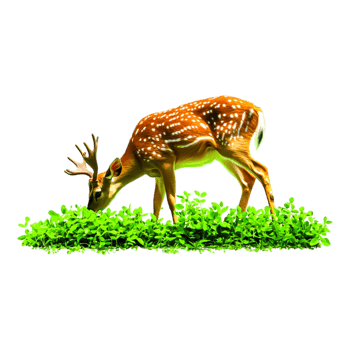 Close-Up View of a Spotted Deer Grazing in Lush Green Vegetation png