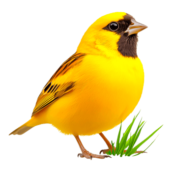 Vibrant Yellow Bird Perched on Grass in Natural Environment png