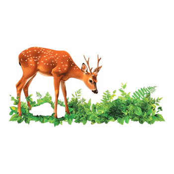 Cute Illustration of a Young Deer Grazing in Nature with Foliage png