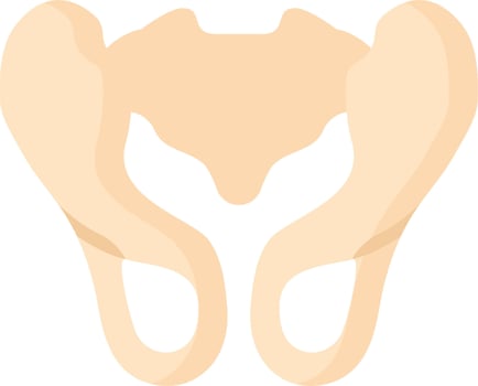 A human pelvis with a large bone in the middle vector
