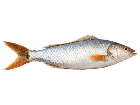 Baked Fish Whole - A whole fish, typically seasoned and baked until tender. png