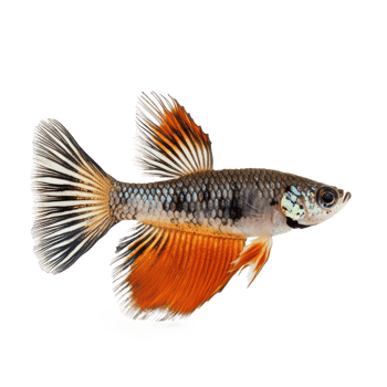 Guppy fish front view isolate on transparency background png