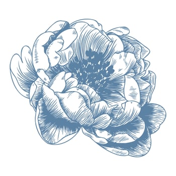 Botanical blue wedding flower on white background. Hand drawn floral, flower and leaf branch in toile de jouy style. Line art for wedding, monogram, invitation, greeting, logo, birthday cards vector