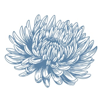 Botanical blue wedding flower on white background. Hand drawn floral, flower and leaf branch in toile de jouy style. Line art for wedding, monogram, invitation, greeting, logo, birthday cards vector
