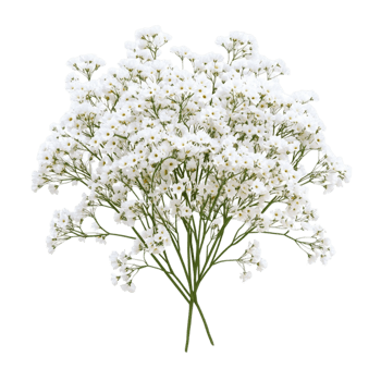 White Flowers on Transparent Background png