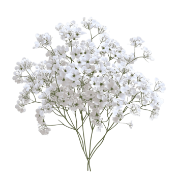 Beautiful White Flowers Blooming png