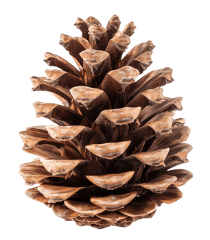 Top view of pine cone isolated on transparent background png