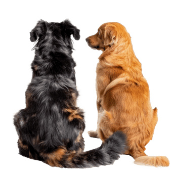 Rear view of cat and dog sitting and looking back at camera isolate on transparent background png