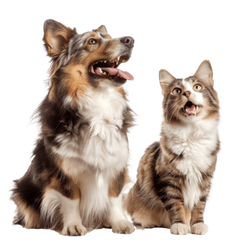 Dog and cat smiling while looking up same direction, full body isolate on transparent background png