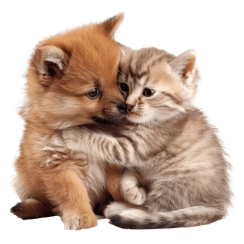 little dog and cat playing together isolate on transparent background png
