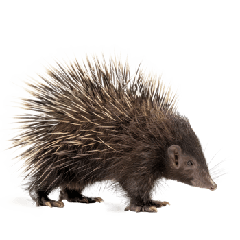 a porcupine standing on a transparent background png