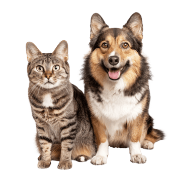 Dog and cat standing together full body isolate on transparent background png